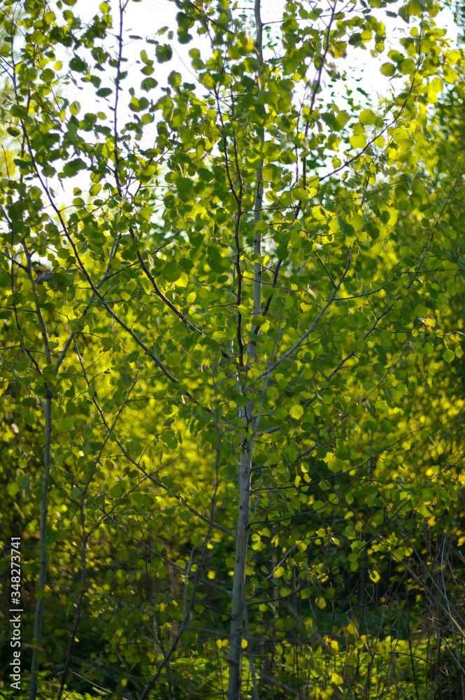 bright spring foliage