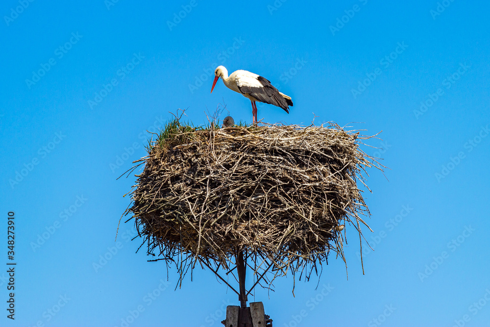 Fototapeta premium White stork on the nest in the spring