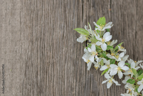 blooming Apple tree on a wooden background