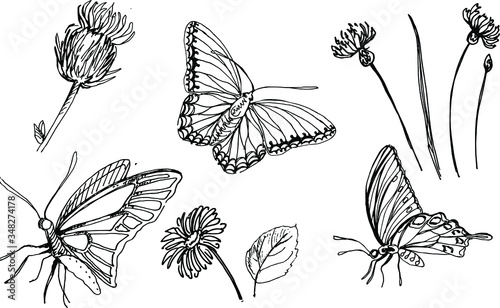 Vector outline hand drawn botanical illustration elements. Sets of different isolated butterflies, herbs and flowers for natural decor design.