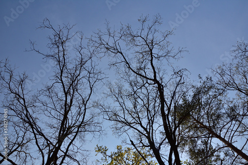 Korona drzewa w słoneczny dzień na tle nieba.