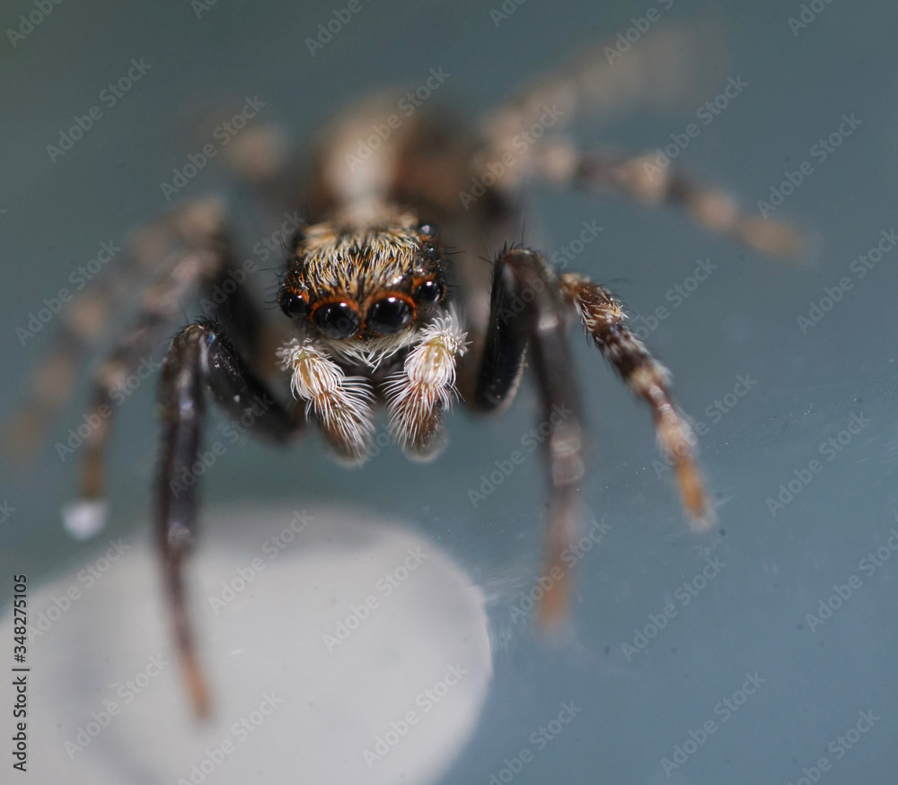 Super close up macro of Pseudeuophrys lanigera, a species of jumping spider (family Salticidae) that is distributed throughout Europe, mostly found inside buildings. Super close up macro of Pseudeuophrys lanigera, a species of jumping spider (family Salticidae) that is distributed throughout Europe, mostly found inside buildings.