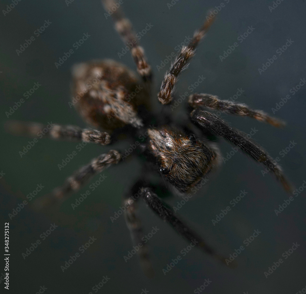 Super close up macro of Pseudeuophrys lanigera, a species of jumping spider (family Salticidae) that is distributed throughout Europe, mostly found inside buildings. Super close up macro of Pseudeuophrys lanigera, a species of jumping spider (family Salticidae) that is distributed throughout Europe, mostly found inside buildings.