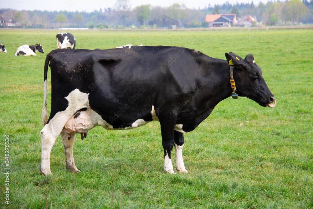 dutch pied cow in a green pasture with fresh grass