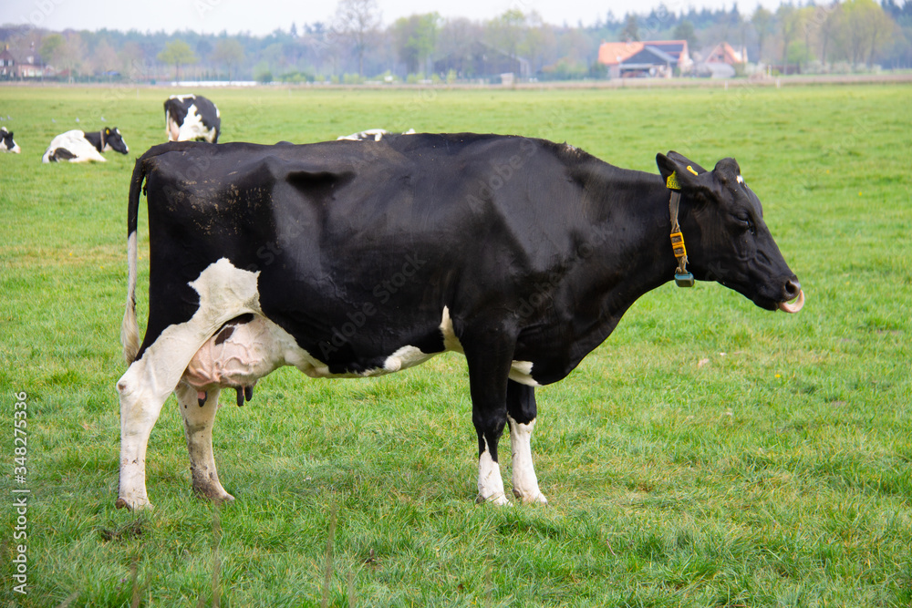 dutch pied cow in a green pasture with fresh grass dutch pied cow in a green pasture with fresh grass