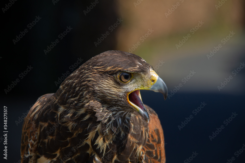 buzzard makes sound with mouth open buzzard makes sound with mouth open