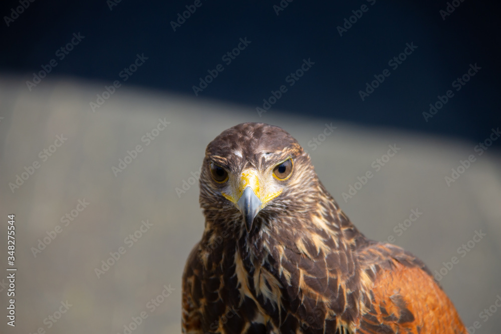 Head from a brown buzzard closeup one eye. Predator in nature and wild animal.