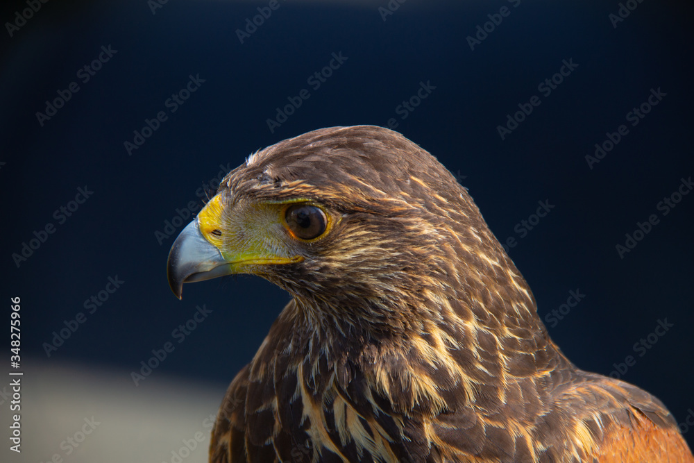 Head from a brown buzzard closeup one eye. Predator in nature and wild animal. Head from a brown buzzard closeup one eye. Predator in nature and wild animal.