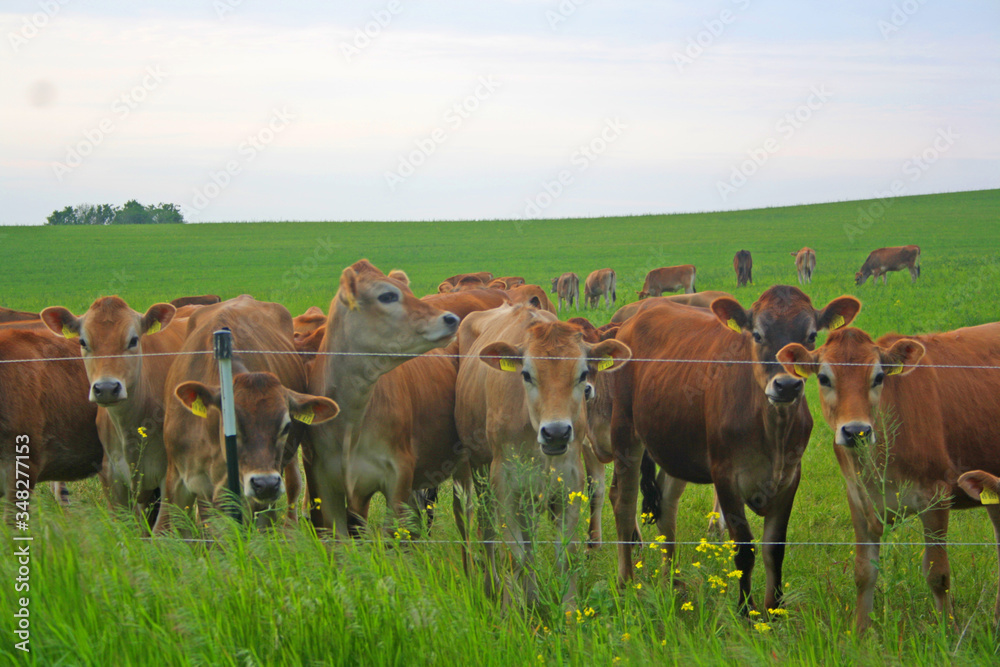Many red cows at the pasture in spring