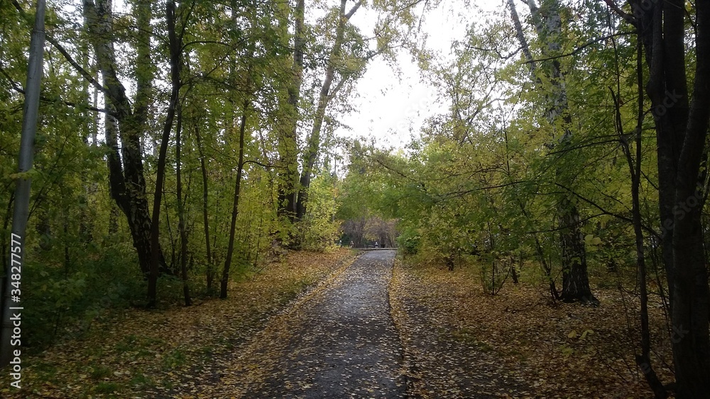 Naklejka premium autumn square and a lot of leaves