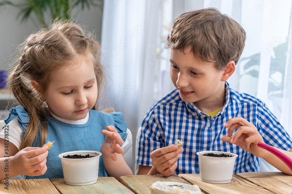 Children, a boy and a girl, hold and examine a sprouted pumpkin seed Children, a boy and a girl, hold and examine a sprouted pumpkin seed