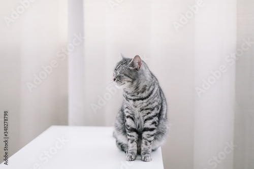 Cute cat indoor shooting. Home pet cute kitten cat at home. Cat Portrait. Funny cat. 