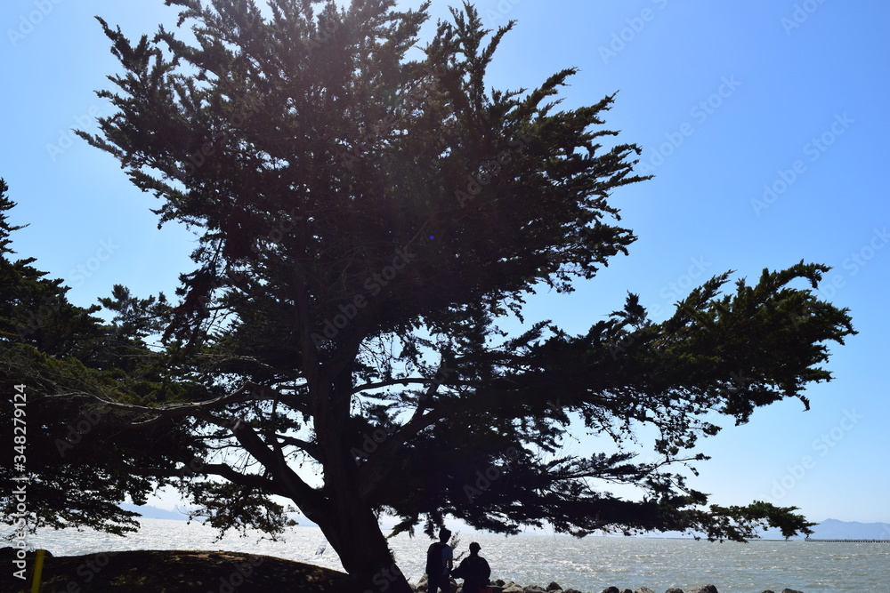 Fotografie, Obraz Tree Against Clear Sky