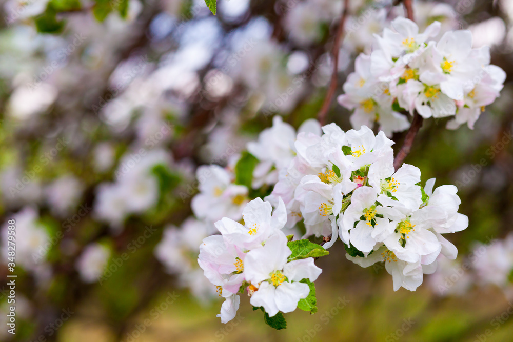 beautiful apple tree blossom in spring beautiful apple tree blossom in spring