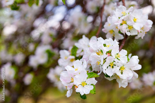 beautiful apple tree blossom in spring