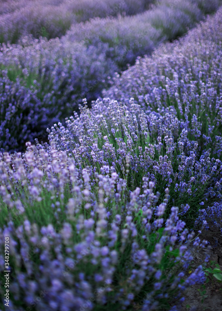 Obraz premium the blossoming lavender bushes. Sunset flower violet field side view