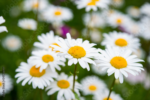 Beautiful garden chamomile flowers on a blurred green grass background  selective focus