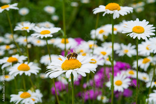 Fototapeta Naklejka Na Ścianę i Meble -  A bee collects nectar on a field flower a Daisy on a blurred background of green grass and flowers