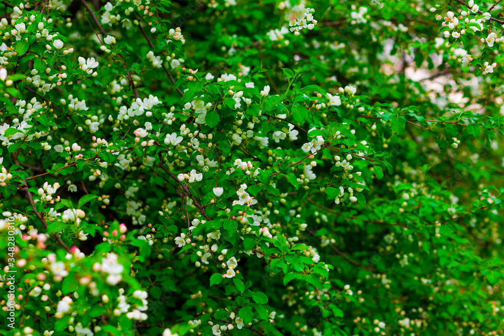 Blooming Apple tree in the orchard Blooming Apple tree in the orchard