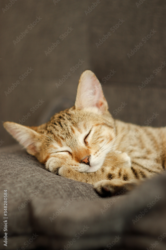 cat lying on the floor