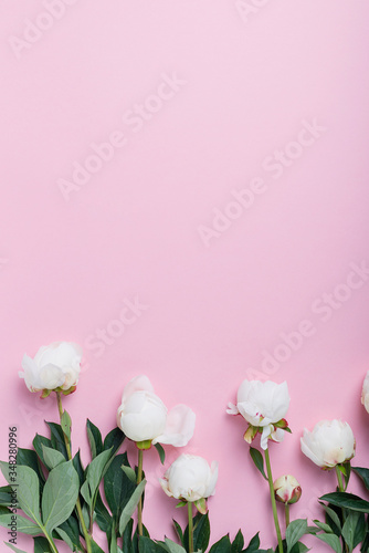 White elegant peony on the pink background © nolonely