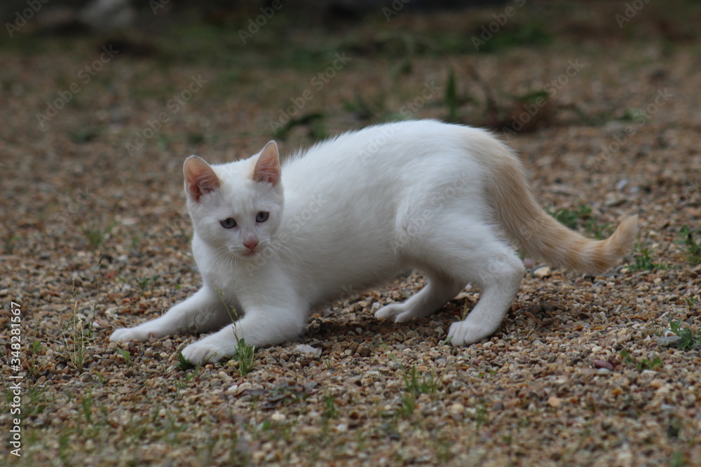 Petit chaton blanc aux yeux bleu jouant et prêt à bondir à l'extérieur