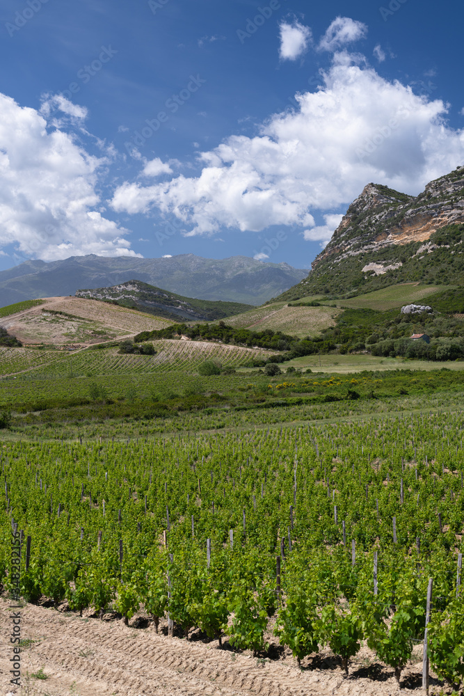 Grapes and Vineyards in the beautiful countryside of Patrimonio, popular Wine tourism destination of Corsica, France
