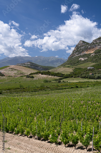 Grapes and Vineyards in the beautiful countryside of Patrimonio  popular Wine tourism destination of Corsica  France