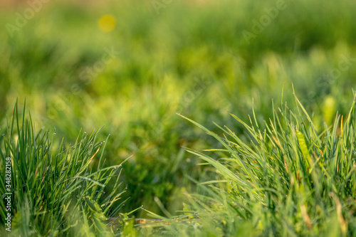 Green grass and drops of morning dew. Fresh green grass with dew drops closeup.