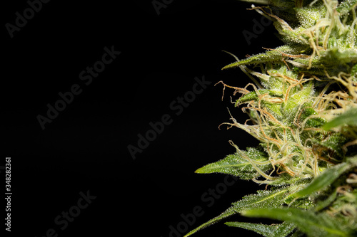 Blue Cheese Cannabis Strain
