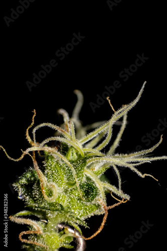 Pistils party