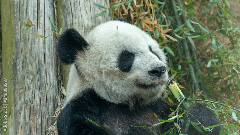 Fototapeta premium Panda Bear