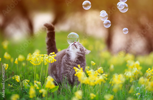 cute tabby kitten walks through a summer Sunny blooming meadow and catches sh...