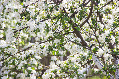 Branches of a blossoming apple tree