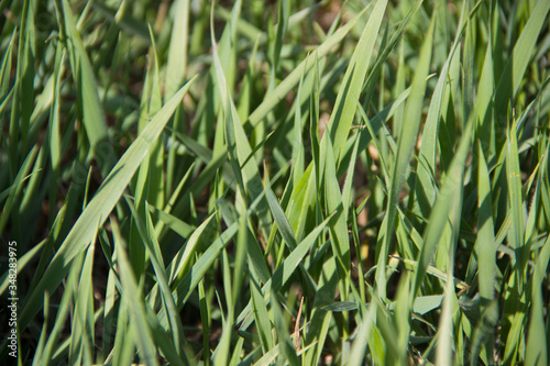 Tall lawn grass, spring fresh herbs