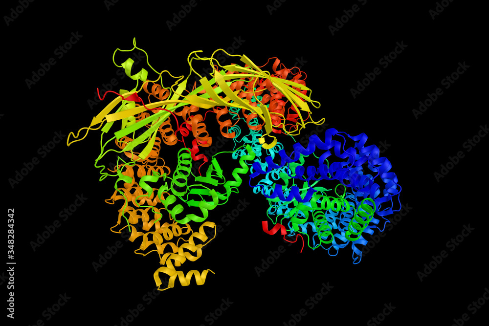 AP-1 complex subunit sigma-1A, a part of the clathrin coat assembly complex which links clathrin to receptors in coated vesicles. These vesicles are involved in endocytosis and Golgi processing AP-1 complex subunit sigma-1A, a part of the clathrin coat assembly complex which links clathrin to receptors in coated vesicles. These vesicles are involved in endocytosis and Golgi processing