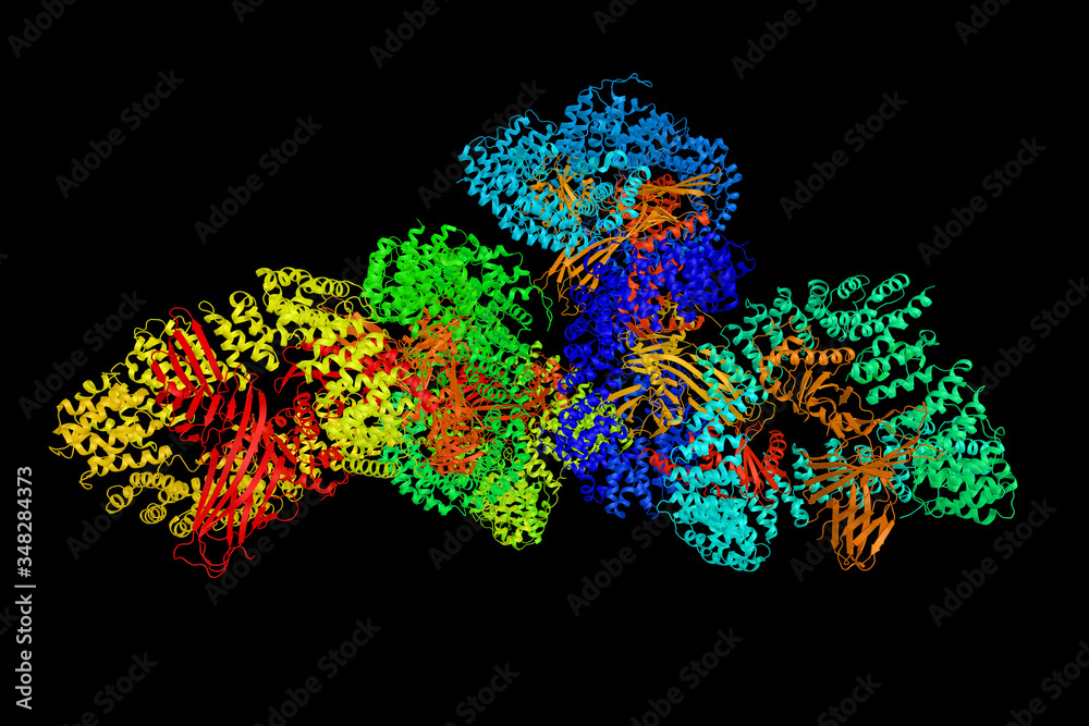 AP-1 complex subunit mu-1, the medium chain of the trans-Golgi network clathrin-associated protein complex AP-1. Involved in endocytosis and Golgi processing. 3d rendering