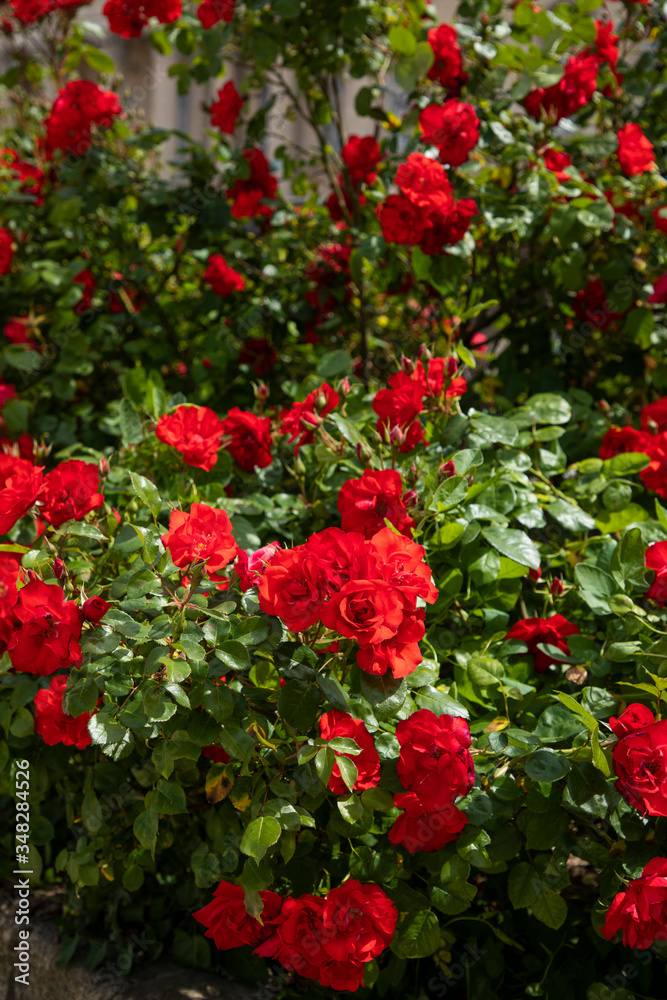 Obraz premium flowers in the garden