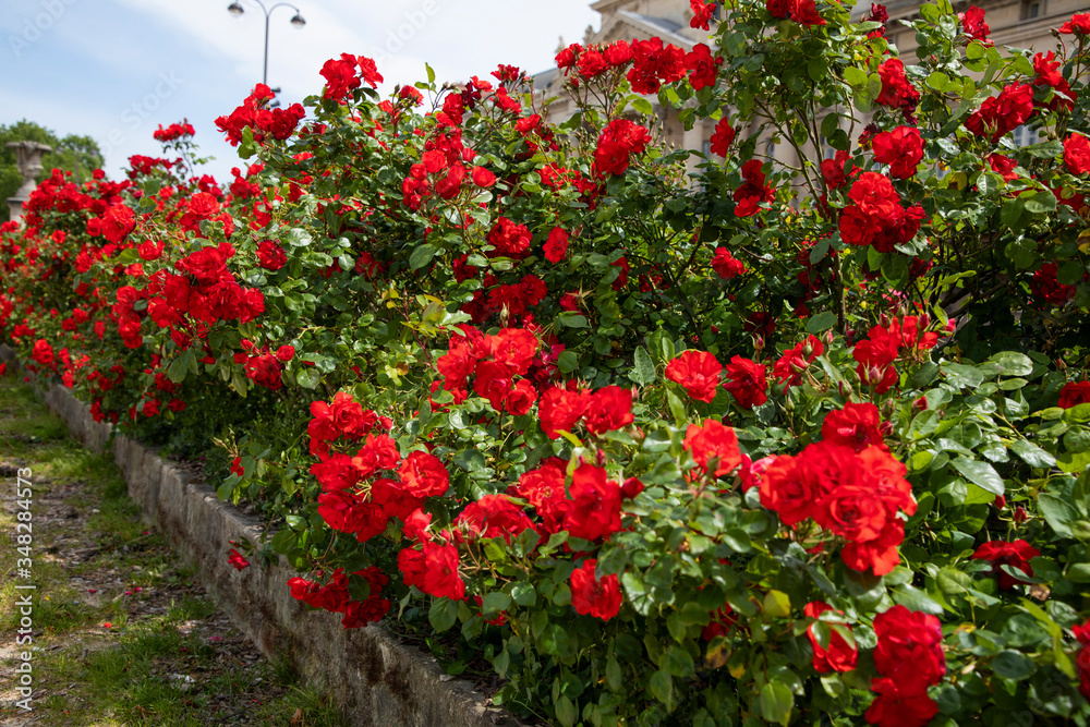 Fototapeta premium flowers in the garden