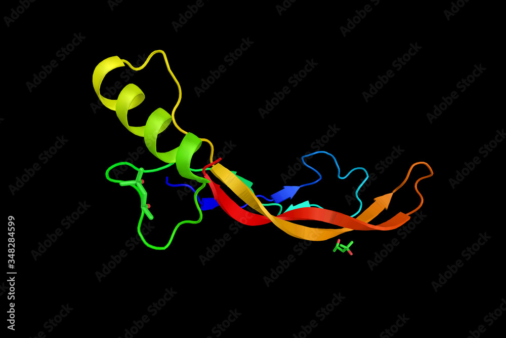 Bone morphogenetic protein 4, a protein found in early embryonic ...