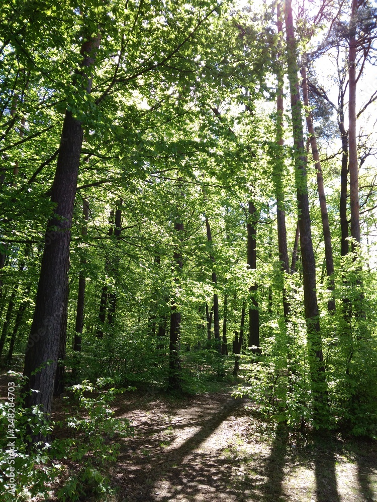 Fototapeta premium footpath in the forest