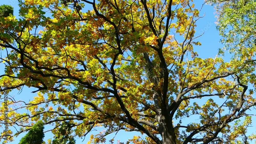 Beautiful autumn tree on the blue sky background. Yellow autumn leaves. Beautiful autumn tree on the blue sky background. Yellow autumn leaves.