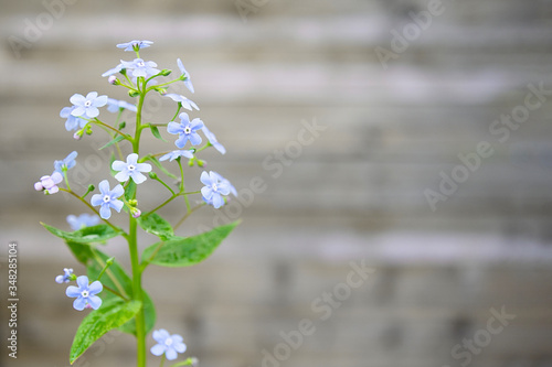 Small blue spring flowers on long stems on a gray background. photo