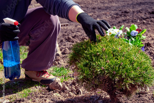 A woman treats a conifer with a protective compound.