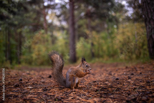 Sciurus vulgaris. Squirrel in a forest clearing. Feeding from your hand. Curious