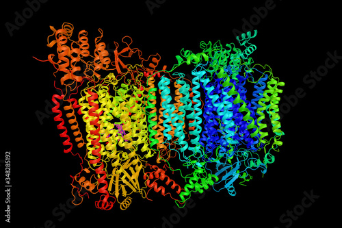 Cytochrome c oxidase, subunit Vb, a subunit of mitochondrial cytochrome c oxidase complex, an oligomeric enzymatic complex which is a component of the respiratory chain complex. 3d rendering photo