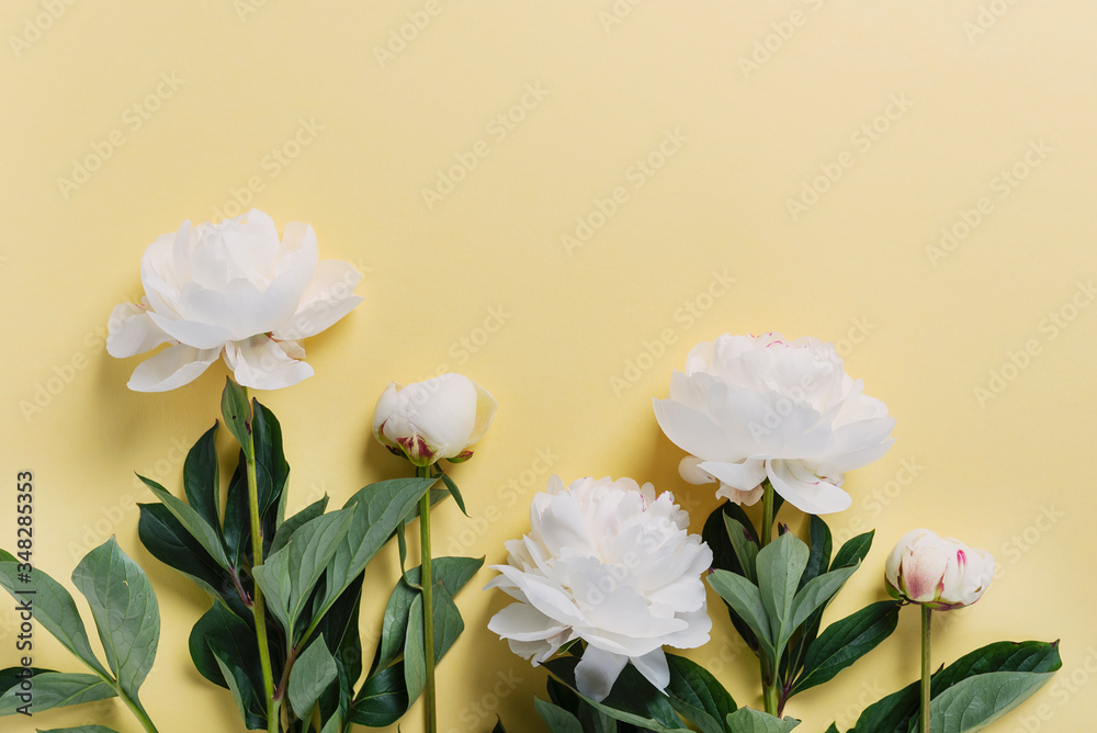 White elegant peony on the yellow background White elegant peony on the yellow background