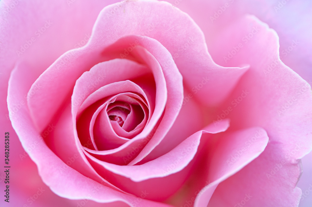 close up of pink rose petals. Selective focus. Abstract blurred Flowers background close up of pink rose petals. Selective focus. Abstract blurred Flowers background