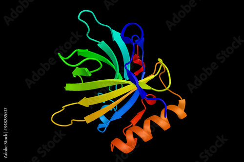Equ c1, protein product of a horse Mup gene. Responsible for about 80% of the antibody response in patients who are chronically exposed to horse allergens. 3d rendering photo