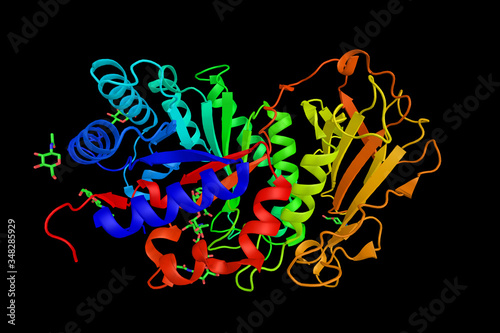 Heparanase, an enzyme that acts both at the cell-surface and within the extracellular matrix to degrade polymeric heparan sulfate molecules into shorter chain length oligosaccharides. 3d rendering photo